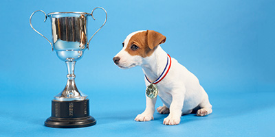 Best of Show